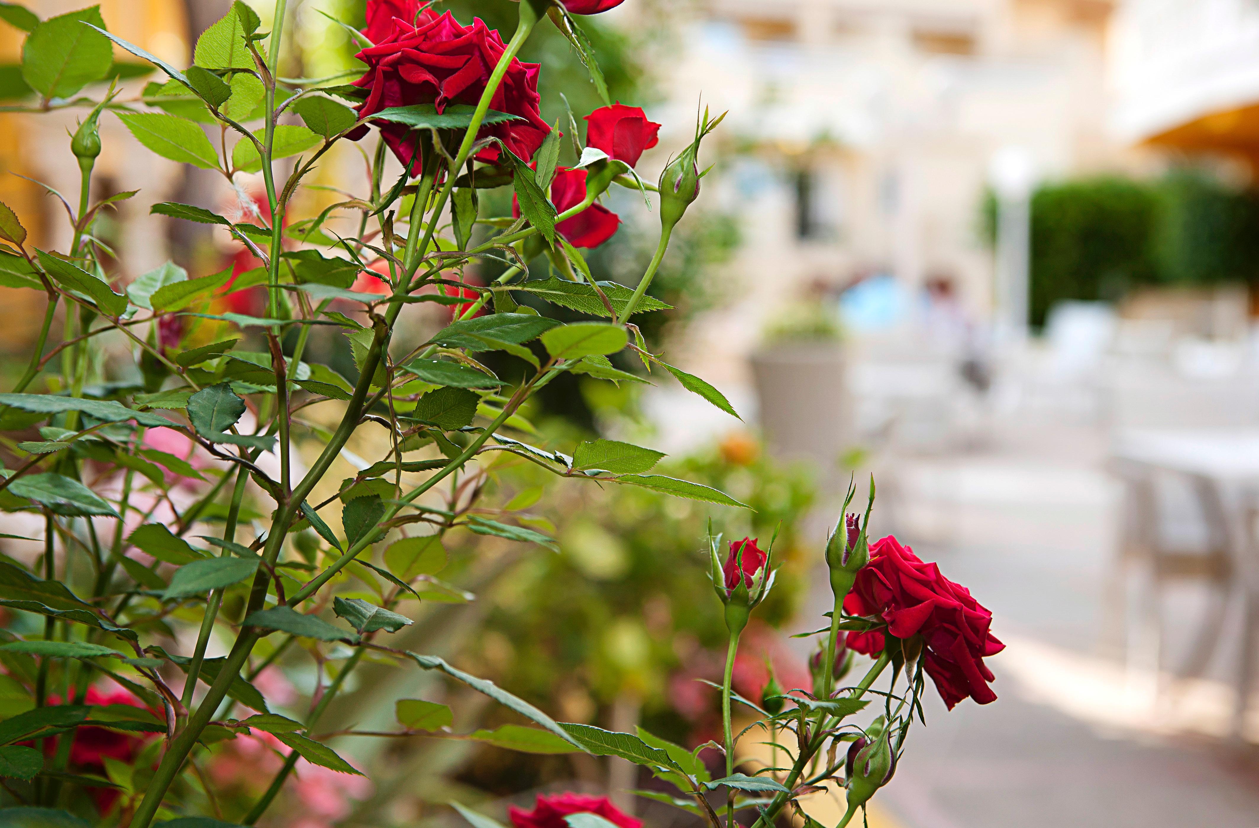 Hotel Cupidor باغيرا المظهر الخارجي الصورة